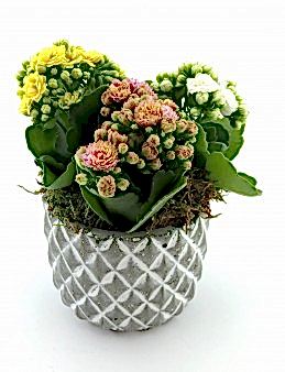 Renkli Kalanchoe Saksı Çiçekleri Saksı Çiçekleri çiçek gönder