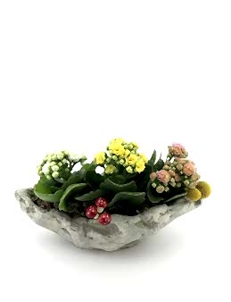 Gondol Beton Saksıda Kalanchoe Saksı Çiçekleri çiçek gönder