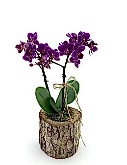 Kütükte Minyatür Orkide Orkideler çiçek gönder
