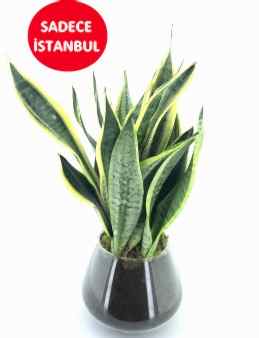 Sansevieria Bitkisi Saksı Çiçekleri çiçek gönder