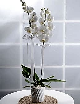 Masumiyet Timsali Beyaz Orkide  çiçek gönder