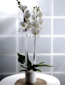 Çiftli Beyaz Orkide Orkideler çiçek gönder