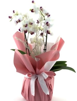 Classy Beyazlı  Orkide Orkideler çiçek gönder
