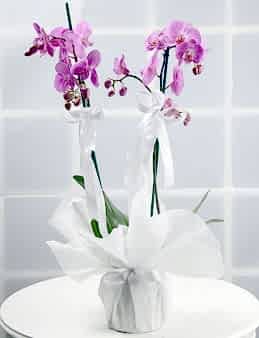 Toprak Kokusu Pembe Orkide Çiçeği  çiçek gönder