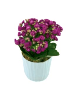 Kalanchoe Saksı Çiçeği  çiçek gönder