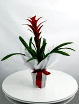 Guzmanya Saksı Bitkisi Saksı Çiçekleri çiçek gönder