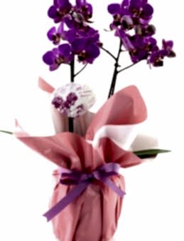 Classy Mor  Orkide Orkideler çiçek gönder