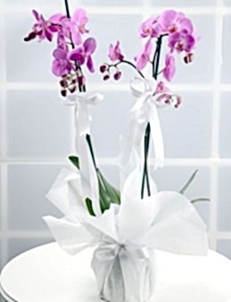 Çift Dallı Pembe Orkide Çiçeği.. Orkideler çiçek gönder