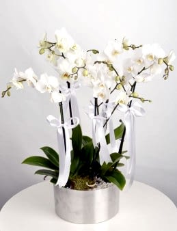 5 Dal Beyaz Orkide   çiçek gönder
