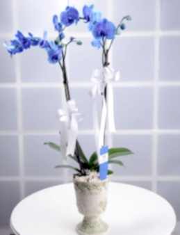 Hayalperest Mavi Orkide Çiçeği  çiçek gönder