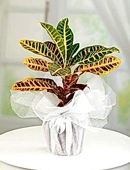 Kraton Saksı Çiçekleri çiçek gönder