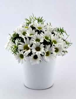 Papatya Prensesi  çiçek gönder