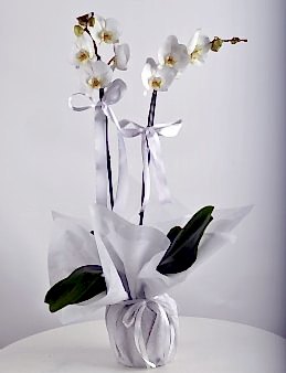 Çift Dallı Beyaz Orkide Çiçeği Orkideler çiçek gönder