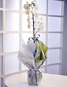 Tek Dallı Orkide 2  çiçek gönder