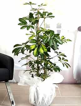 İkili Şeflera  çiçek gönder