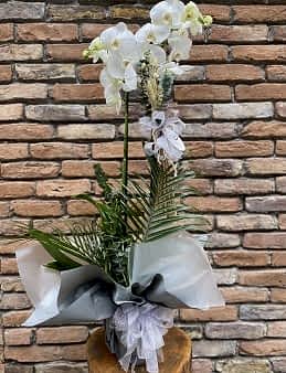 2 Dallı Jumbo Orkide Orkideler çiçek gönder