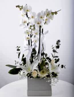 Beyaz orkideli Aranjman Çiçeği  çiçek gönder