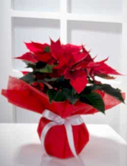 Puansetya Saksı Çiçeği Saksı Çiçekleri çiçek gönder