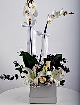 Kare Kutuda Orkide Şöleni  çiçek gönder