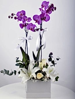 Beyaz Hediyelik Kutuda Orkide Bahçesi  çiçek gönder