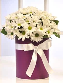 Papatya Güzeli  çiçek gönder