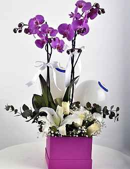 Fuşya Hediyelik Kutuda Çift Dallı Fuşya Orkide Çiçeği  çiçek gönder