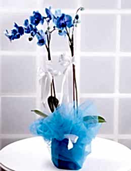 İlahi Aşk Mavi Orkide Çiçeği  çiçek gönder