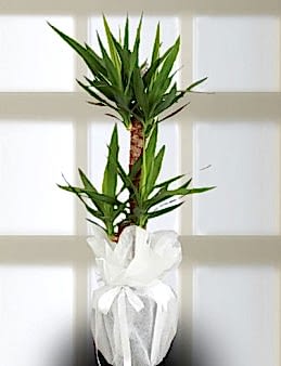 İkili Yucca Saksı Çiçeği. Saksı Çiçekleri çiçek gönder