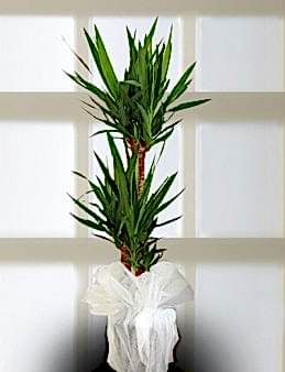 Üçlü Yucca Saksı Çiçeği  çiçek gönder