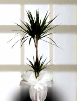 2 li Dresena Marginata Saksı Çiçeği  çiçek gönder