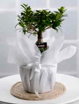 Manolya Bonsai Saksı Çiçekleri çiçek gönder