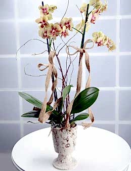 Kış Güneşi Alev Rengi Orkide Çiçeği  çiçek gönder