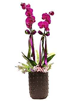 Siyah Vazoda Çift Dallı Orkide Orkideler çiçek gönder