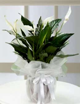 Spathiphyllum  çiçek gönder