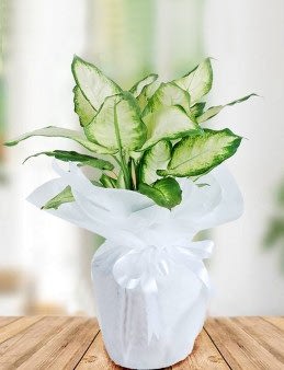 Tropik  çiçek gönder