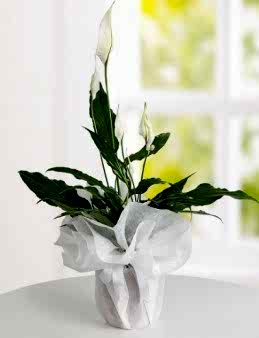 Spatifilyum Saksı Çiçeği Saksı Çiçekleri çiçek gönder