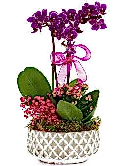 Desenli Saksıda  Mini Orkide ve Kalanchoe Orkideler çiçek gönder