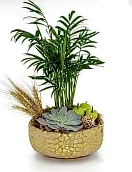 Dağ Palmiyesi ve Ekeberya Bitki Aranjmanı. Saksı Çiçekleri çiçek gönder