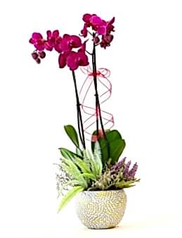 Özel Taş Saksıda Fuşya Orkide Orkideler çiçek gönder