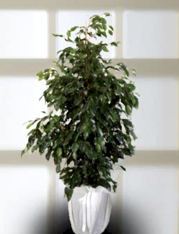 Tropik Benjamin Saksı Çiçeği Saksı Çiçekleri çiçek gönder