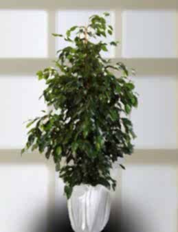 Benjamin Saksı Çiçeği  çiçek gönder