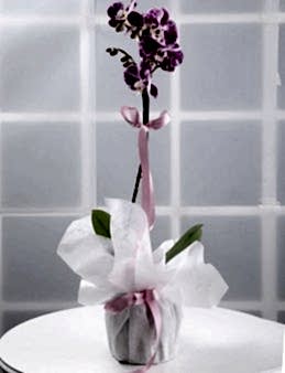 Bir Tek Sen Pembe Orkide Çiçeği  çiçek gönder