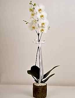 Orkidemsin Orkideler çiçek gönder