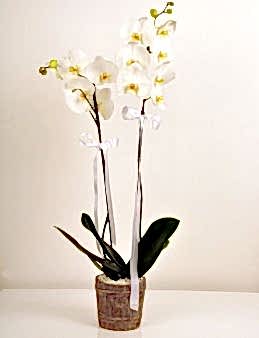 Çift Dallı Beyaz Orkide  çiçek gönder