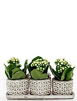 Trio Plus Serisi Beyaz Kalanchoe Bitkisi Saksı Çiçekleri çiçek gönder