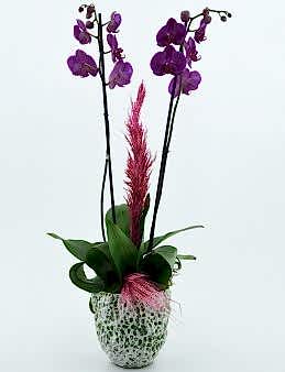 Özel Tasarım Vazoda İkili Mor Orkide Orkideler çiçek gönder
