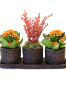 Özel Tasarım Kalanchoeler ve Lavanta Saksı Çiçekleri çiçek gönder