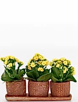Trio Plus Serisi Sarı Kalanchoe Saksı Çiçekleri çiçek gönder