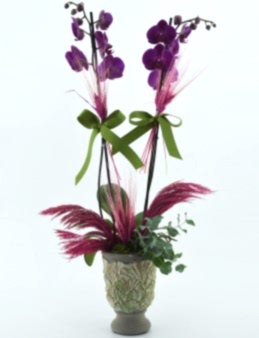 Özel Kadeh Vazoda İkili Mor Orkide Orkideler çiçek gönder