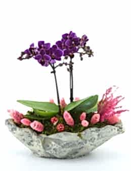 Kayık Seramikte Mini Orkide Çiçeği Orkideler çiçek gönder